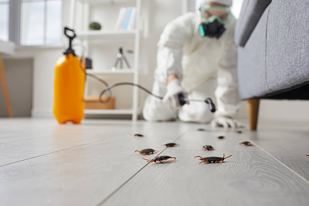 Commercial Rodent Management in Westport Village